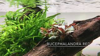 Bucephalandra Red  Easy Care Plant for Attaching to Hardscape [upl. by Suoivatram565]