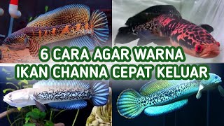 6 Cara Agar Ikan Channa Cepat Keluar Warna [upl. by Nerok]