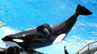 SeaWorlds Most Famous Orca Tilikum That Inspired Blackfish Documentary On Seaworld Has Died [upl. by Eibba499]