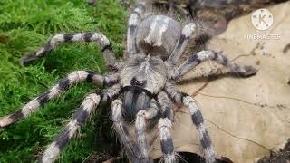 Rehousing Beauty my Poecilotheria Formosa [upl. by Kayley877]