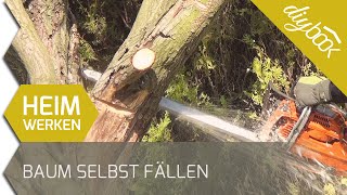 Baum fällen  Das Fällen einer Weide [upl. by Assin]