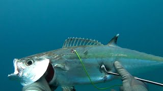 DOGTOOTH TUNA SPEARFISHING TRIP TO BOGO CITY CEBU [upl. by Oaht]