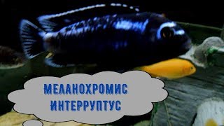 МЕЛАНОХРОМИС ИНТЕРРУПТУС [upl. by Hairem]