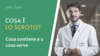 Cosa è lo scroto Morfologia caratteristiche anatomiche funzione  AR 51 [upl. by Vitus]