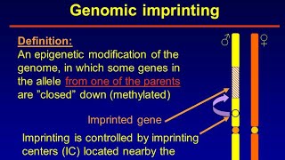 Genomic Imprinting [upl. by Waterer]