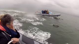 RibRide pod of dolphins in the Menai Strait Anglesey July 2018 [upl. by Ecinad]