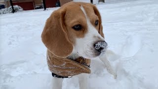 Cute beagle surprised by snow [upl. by Gerson]