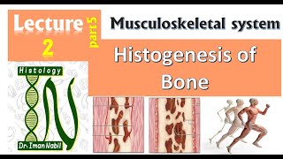 2eHistogenesis Osteogenesisnof bone Part1 [upl. by Adalard]