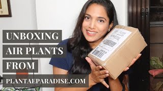 Unboxing My First Ever Air Plants  Tillandsia Ionantha  Plantae Paradise Review  Haul [upl. by Nial]