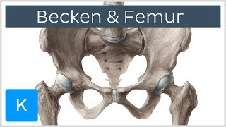 Becken und Femur  Knochen  Anatomie des Menschen  Kenhub [upl. by Trudi]