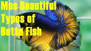 Most Beautiful Betta Fish for Aquarium Tank [upl. by Tamarra739]