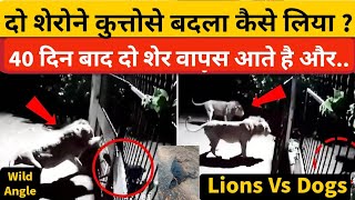 दो बब्बर शेरों ने कुत्तों से कैसे बदला लियाLions Vs Dogs in Gir forest Gujaratgir national park [upl. by Ahsirek]