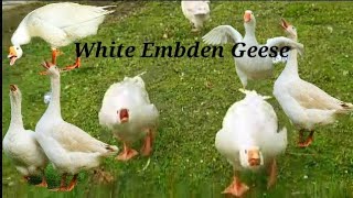 Embden Geese Noise  Embden Geese  White Embden Geese [upl. by Haidebej]