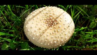 Amanita Pantherina ⛔ VS Amanita Rubescens 🍴🍴cuit Chemin de la Haute Coutance [upl. by Mei]