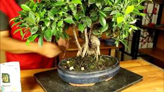 Cuidados y Consejos Bonsái Ficus retusa  Mistral Bonsai [upl. by Nalid698]