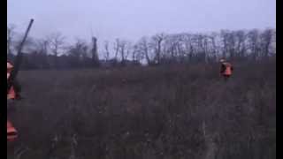 Hunting The First State  Pheasant and Chukar Hunting with Vizsla [upl. by Refotsirc482]