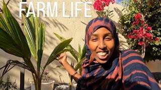 FINALLY SUCCESS WITH OUR FARM COMPOST  HARGEISA SOMALILAND 2024 [upl. by Amoeji]