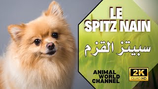 Le Spitz nain également appelé loulou de Poméranie ou encore chien poméranien [upl. by Iat]