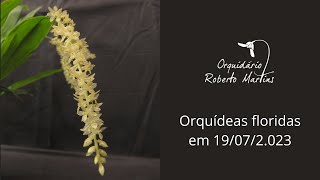 Orquídeas e microorquídeas floridas em 19072023 [upl. by Zannini]