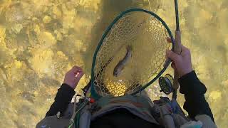 Trout Spey on the Catawba River HD [upl. by Bolen]