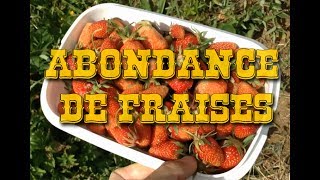 Le début dune ABONDANCE de FRAISES [upl. by Rovit]