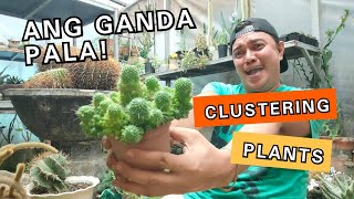 CLUSTERING PLANTS  HOW TO PRPOAGATE MAMMILLARIA CACTUS amp PLANT CARE TIPS [upl. by Adaven]