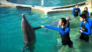 Swimming with Dolphin Tour in Miami [upl. by Henrietta]