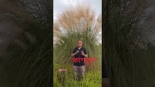 কাশফুল সাদা শুভ্রতার প্রতীক plants botany কাশফুল Saccharum spontaneum Poaceae lifecraftiqbal [upl. by Stevie]