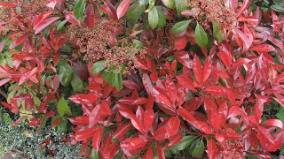 Photinia red robin spring or summer trim  prune [upl. by O'Malley]