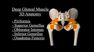 Deep Gluteal Muscles Group Anatomy Origin insertion Nerve Supply Action And Attachments [upl. by Miran]