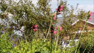 Rubythroat hummingbird using salvia oxyphora [upl. by Rol]