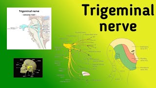 Trigeminal Nerve  Motor and Sensory Nuclei Pathway Jaw Jerk Reflex [upl. by Trinl]