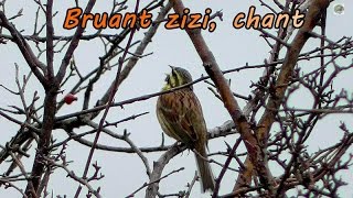 Bruant zizi chant  chants doiseaux [upl. by Lirva]