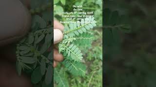 Phyllanthus niruri  నేల ఉసిరి [upl. by Anaidni]