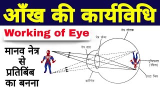 आंख की कार्यविधि Working of Eye मानव नेत्र से प्रतिबिंब का बनना  Mechanism of Eye  pratibimb [upl. by Ikkin]