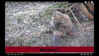 Biber macht sich zum Ausgehen fein  Castor fiber Europäischer Biber Beaver Augsburg [upl. by Deedahs460]