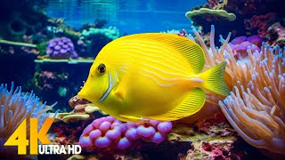 Aquarium 4K VIDEO ULTRA HD 🐠 Beautiful Coral Reef Fish  Relaxing Sleep Meditation Music 77 [upl. by Ettenrahs]