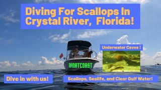 Diving For Scallops In Crystal River Florida [upl. by Jit]