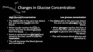 Homeostasis  IGCSE Biology 0606 [upl. by Francisca672]