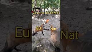 Wildcraft meme3 vendo memes de Wild com NATxAxLENDA [upl. by Able]