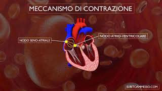 Sistema di conduzione del cuore [upl. by Gelya355]