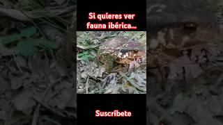 Bufo spinosus [upl. by Melise]