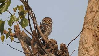 Spotted Owlet [upl. by Rihat375]