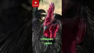 Minorca Chickens Size Eggs Lifespan and More [upl. by Corine]