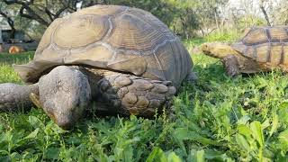 2 Large Tortoises Eating Grass On A Farm [upl. by Lewap753]