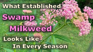 What Asclepias incarnata Swamp Milkweed Looks Like In Every Season [upl. by Changaris]