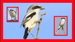 Loggerhead Shrike Song Loggerhead Shrike Call  Alcaudón Americano Canto  Lanius Ludovicianus [upl. by Trebuh]