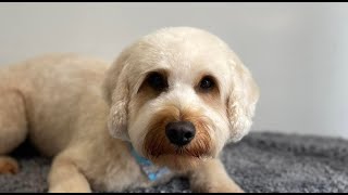 Cute and easy Cockapoo teddy bear head  Dog Grooming [upl. by Nerval]