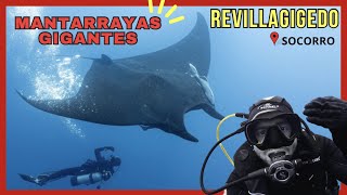 REVILLAGIGEDO  MANTARRAYAS GIGANTES de más de 5 METROS  😯 😍  📍Socorro [upl. by Coryden]