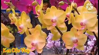 Orchids Flowers CNY Traditional lucky charmshareofwhktraditionalkenofwvlog2727 [upl. by Dredi]